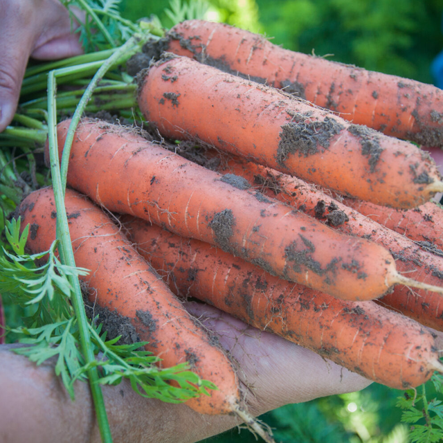 Carrot Resistafly F1