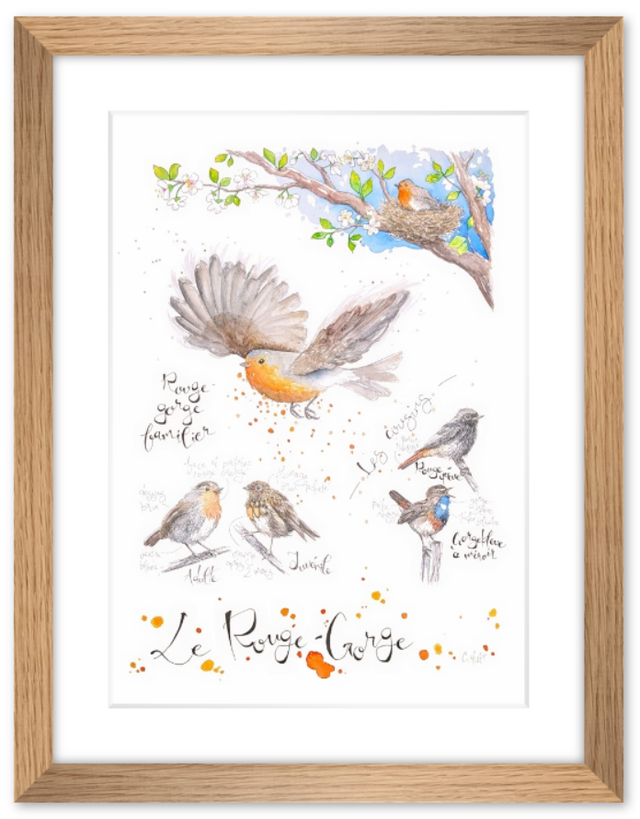 Planche naturaliste moderne rouge-gorge à l'aquarelle