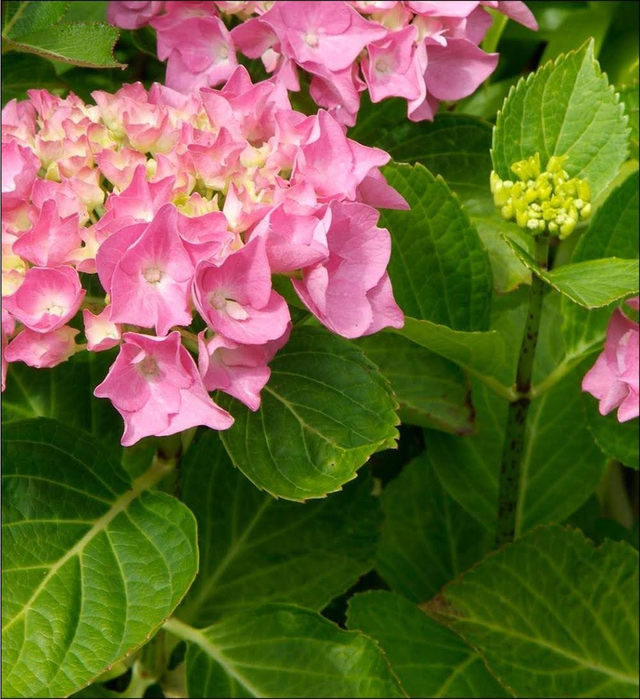 Hydrangea macrophylla - 1ltr pot