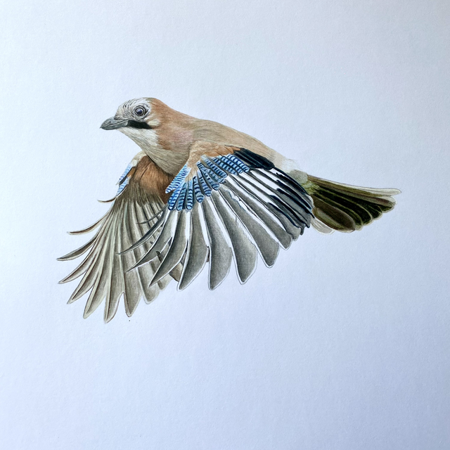 Jay Original Drawing