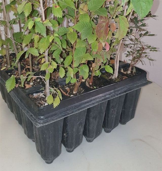 Pack haie baies pour les oiseaux (ensemble de plants de plusieurs espèces différentes dont les fruits nourrissent les oiseaux)