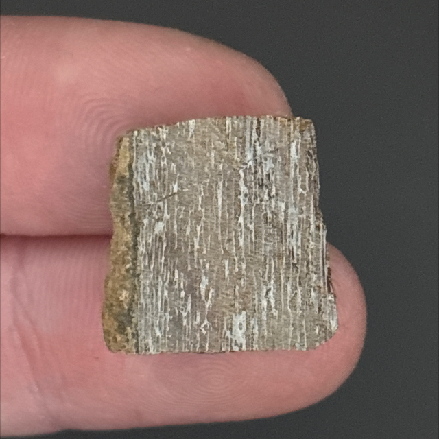 Dunkleosteus Skull Slice 