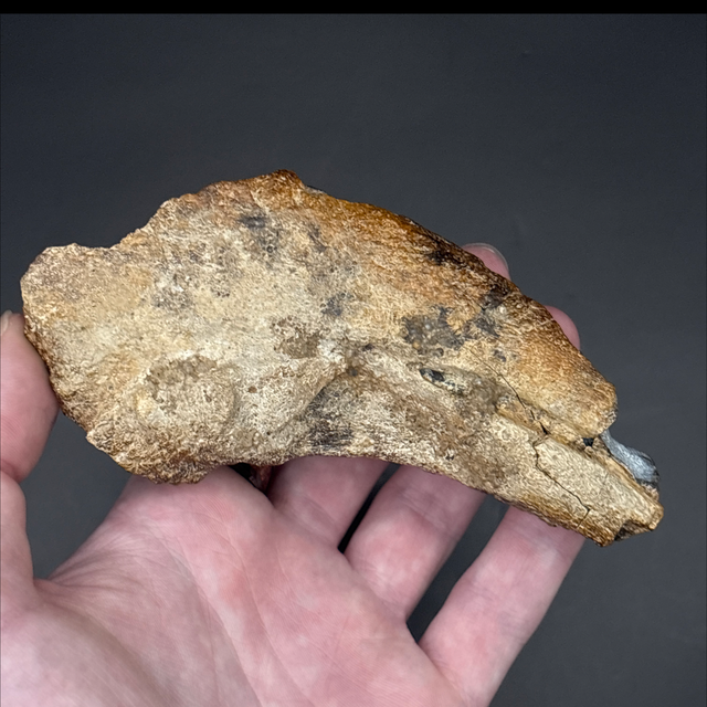 Suchomimus Claw 