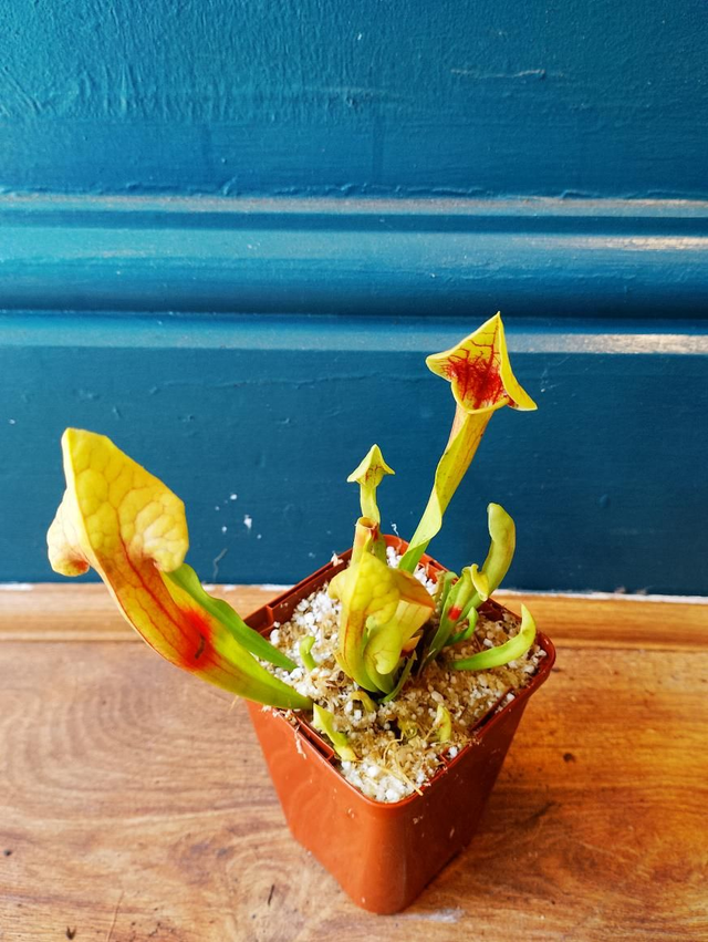 Green sarracenia 