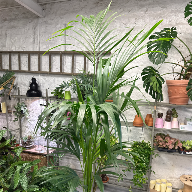 Howea forsteriana (Palmier d’intérieur)