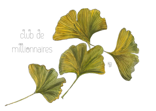 Carte postale botanique - Gingko "Club de millionnaires"