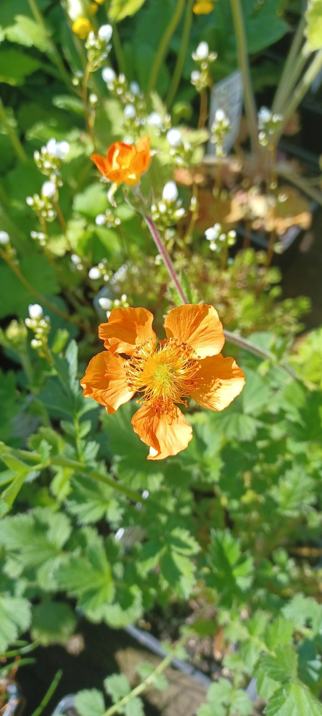 Geum borisii