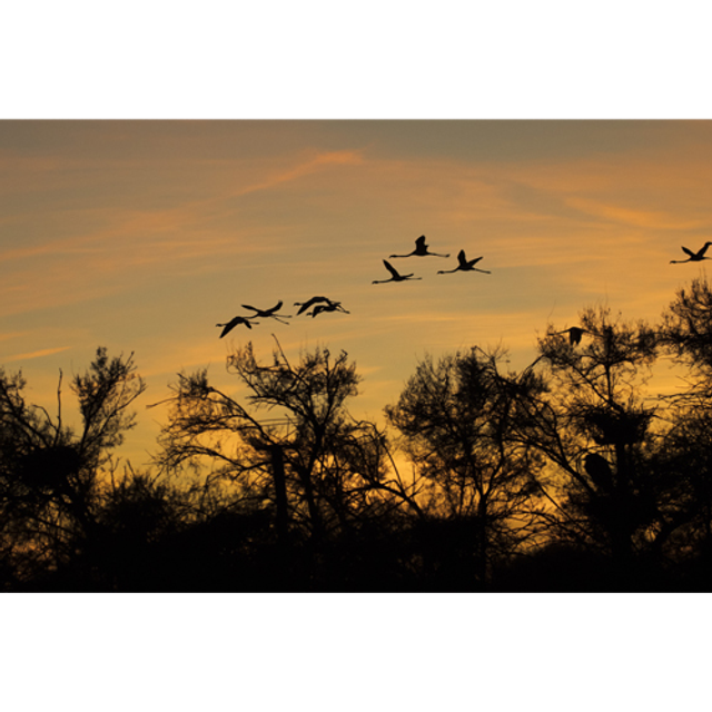 Envol de Flamants - ref: 4217