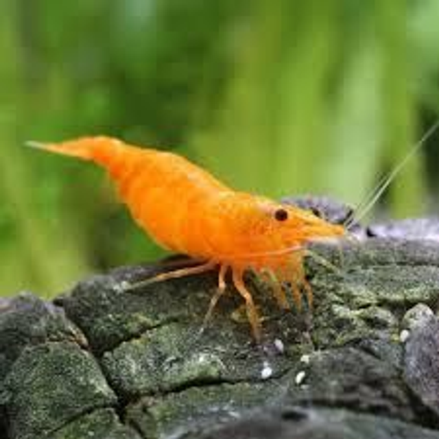 Neocaridina arancione