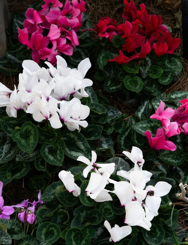 Cyclamen avec cp
