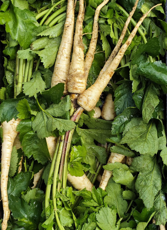 Pasternak EKO / 1 kg