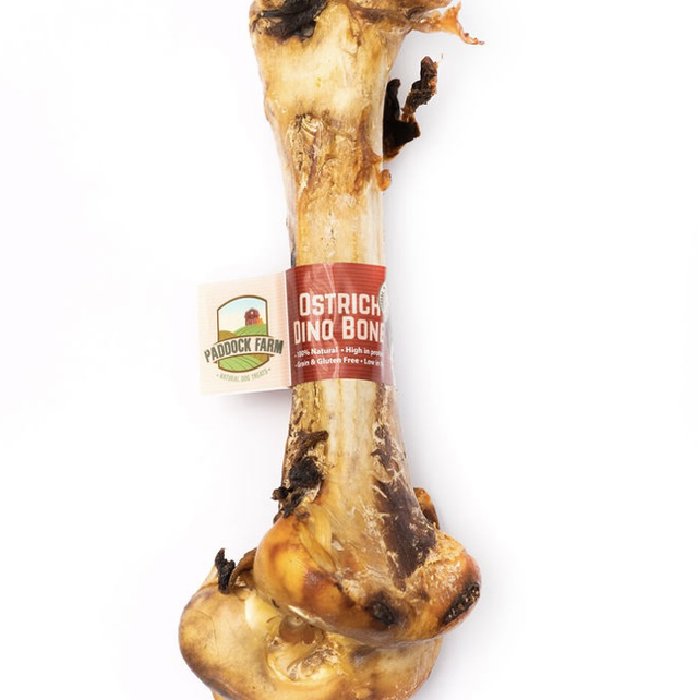 Ostrich Dino Bone