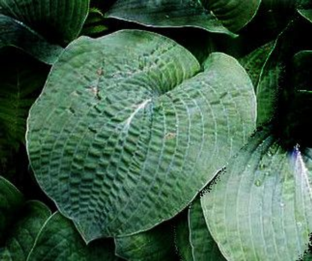 Hosta &#039;Big Mama&#039;  P9