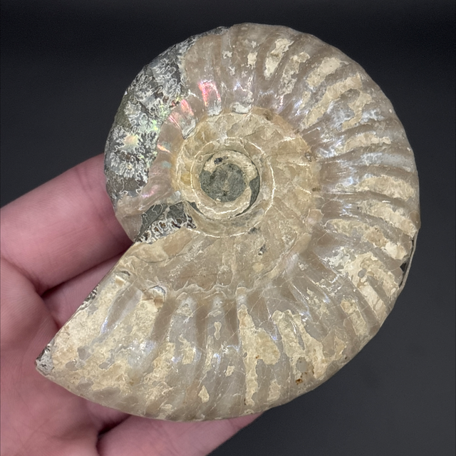 Cleoniceras Ammonite 