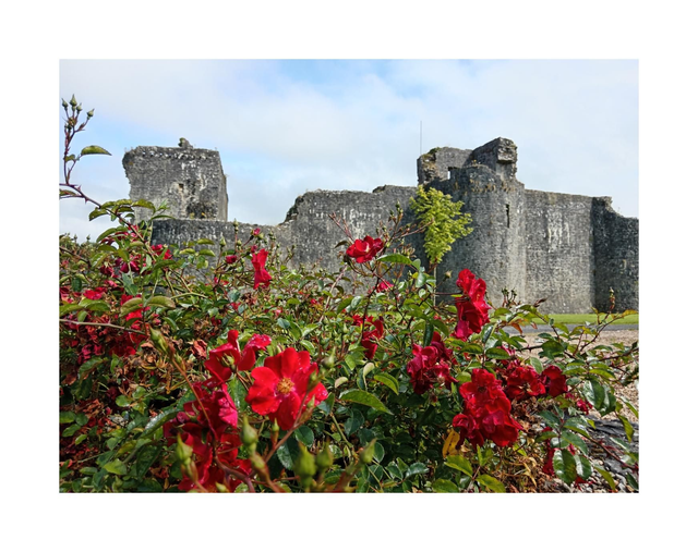 Roses at Ballymote Castle, County Sligo. 5" x 7 " Blank Greeting card with envelope. includes postage to all of Ireland.
