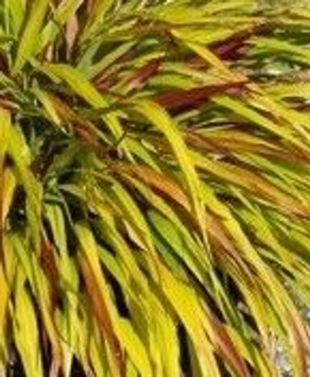 Hakonechloa macra Sunflare P9 (0.5 litre}