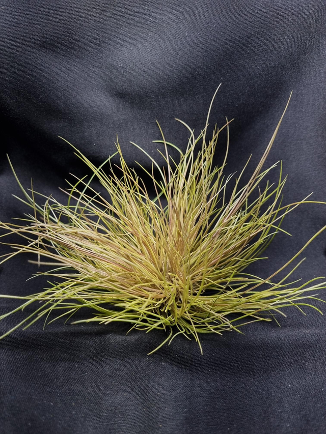 Tillandsia pseudosetacea