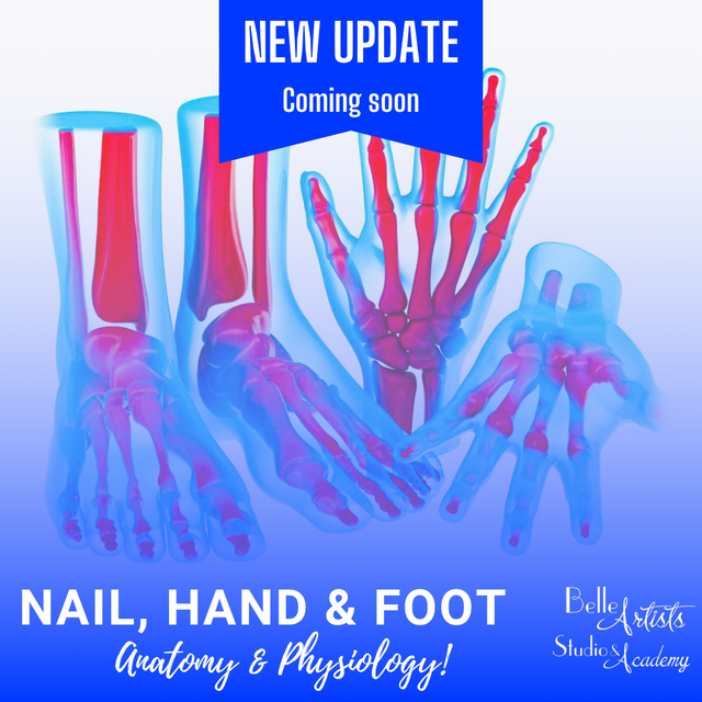 Nail, Hand and Foot Anatomy &amp; Physiology