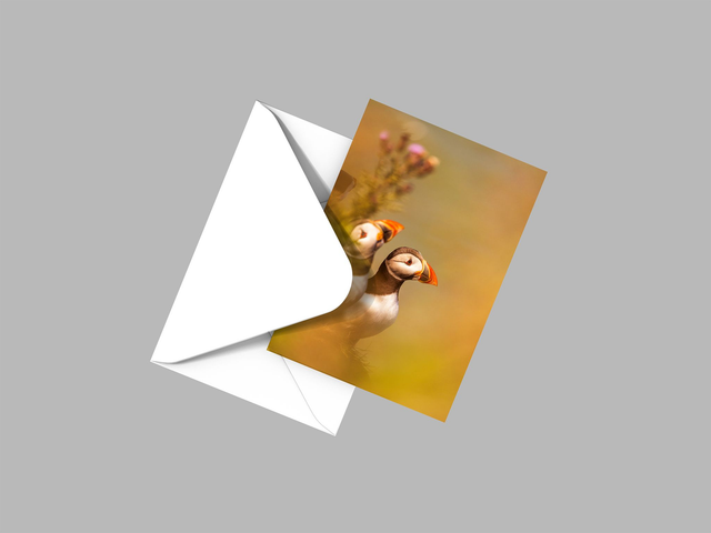 Pair of Puffins, Bempton Cliffs