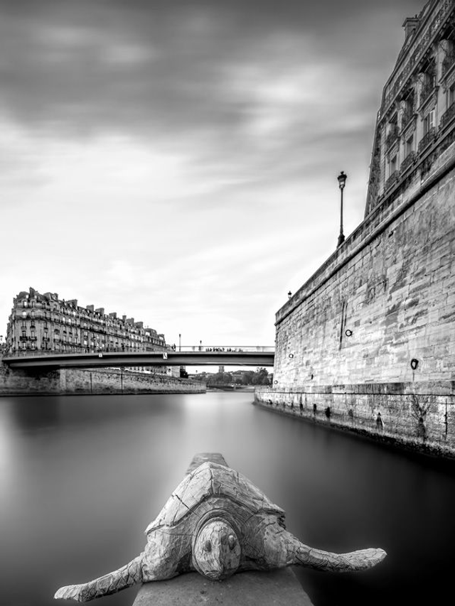 La tortue de l&#039;Ile St Louis