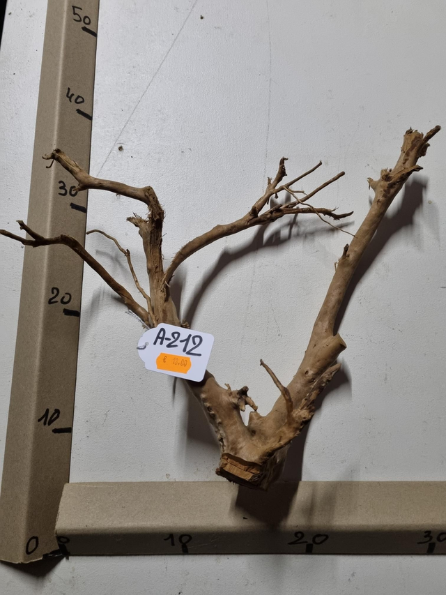 Racine araignée A-212