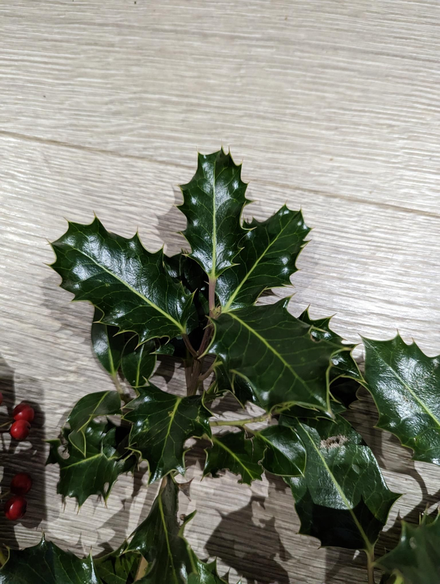 Fresh Holly and Berries Sprigs