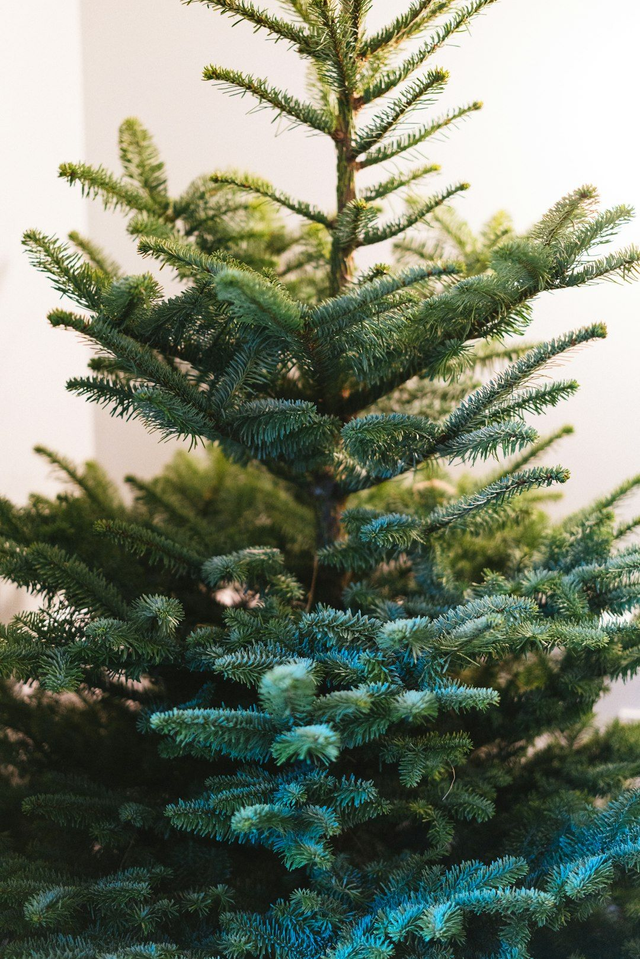 Locally Grown Christmas Trees Isle of Wight