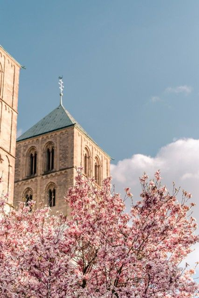 Domturm mit Magnolie