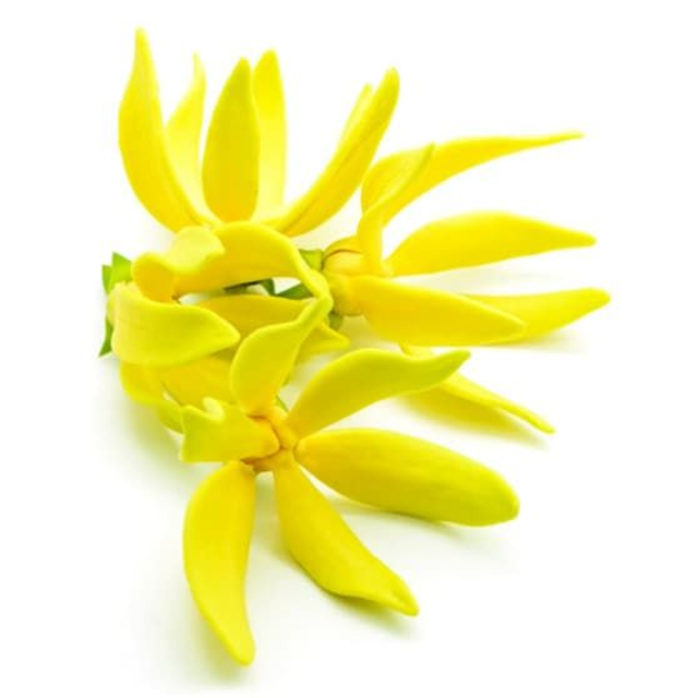 YLANG-YLANG