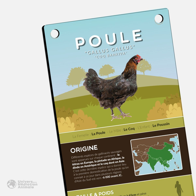 Panneau pédagogique - "La Poule"