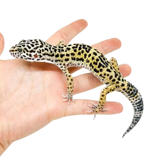 Eublepharis Macularius - Gecko Léopard Juvénile 