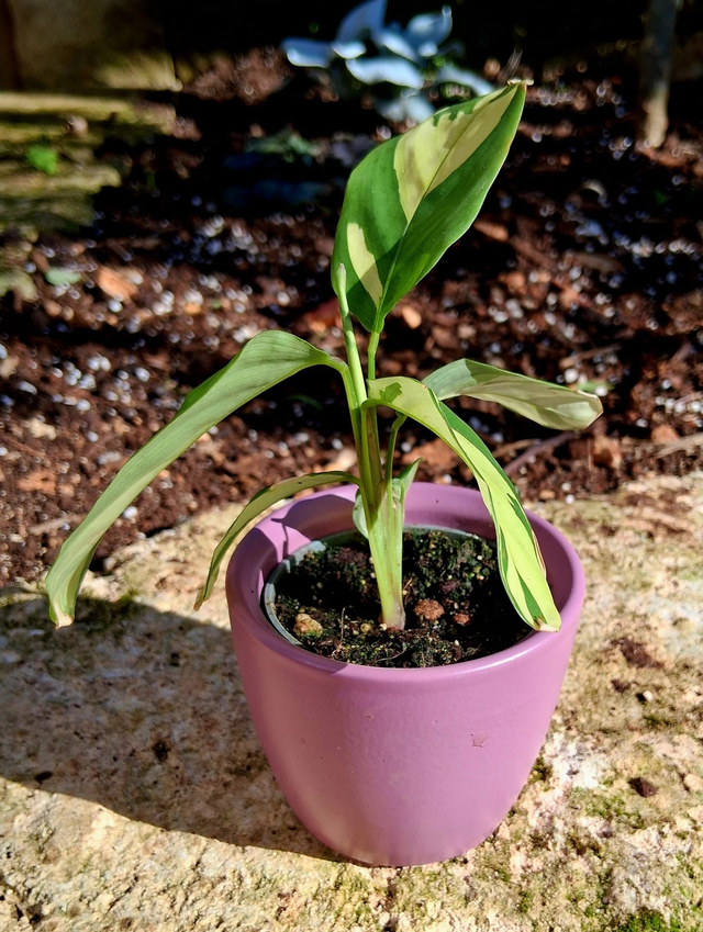 C63 . Ctenanthe lubbersiana 'Golden Mosaic' in "MINI CACHPOT"
