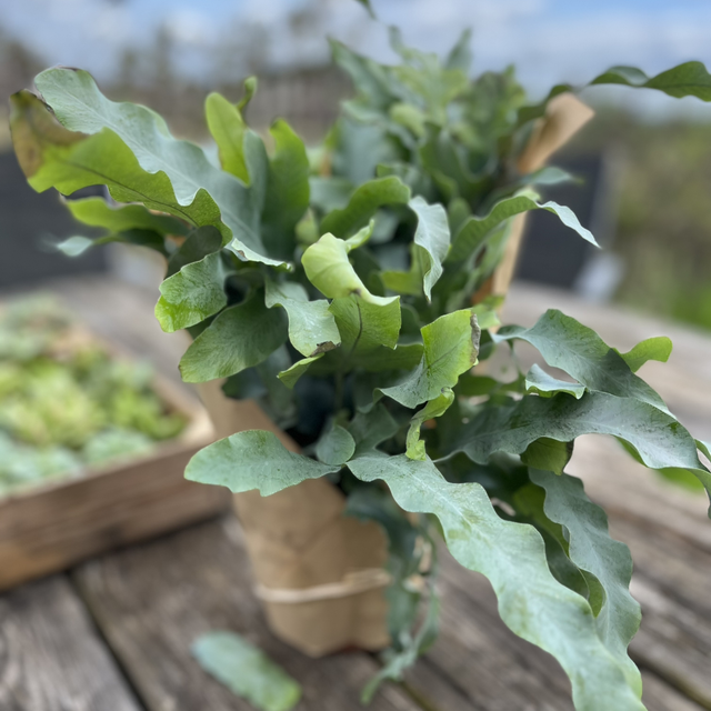 Phlebodium Blue Star