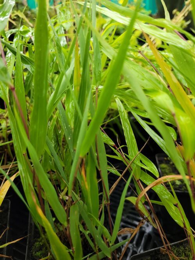 Hakonechloa macra. 'Beni-kaze' P9