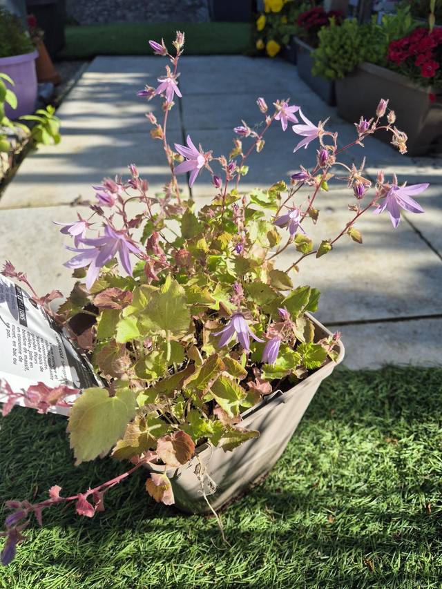 Campanule Lisduggan rose pot 2L