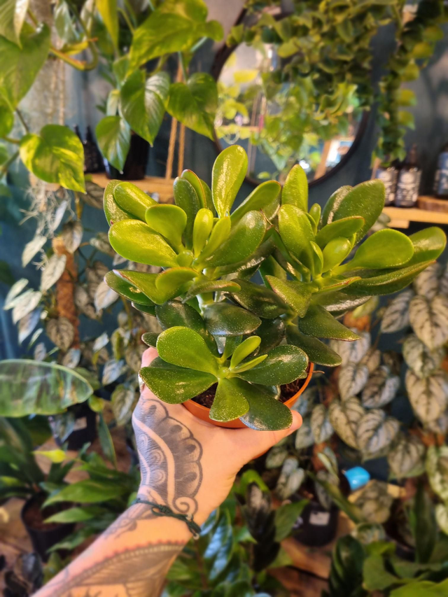 Crassula magical tree