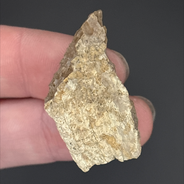 Tyrannosaurus Rex Bone Fragment 