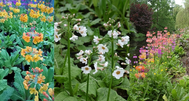 9 X plants of candelabra Primula. Bog garden damp woodland garden ready