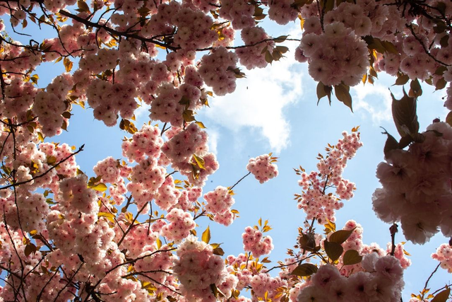 Cursus Ontwerp eetbare tuin, balkon of schoolplein (5 workshops + basisschets) 