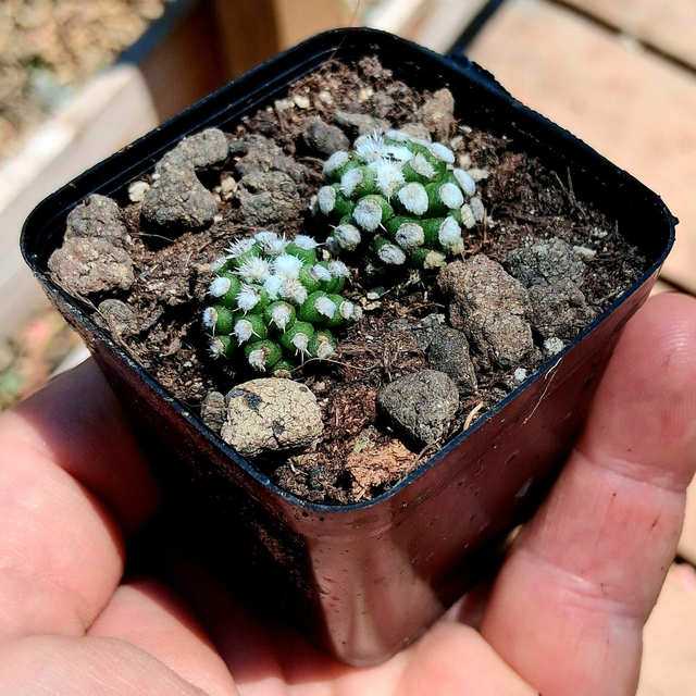 D54 . Mammillaria gracilis 'Arizona Snow'
