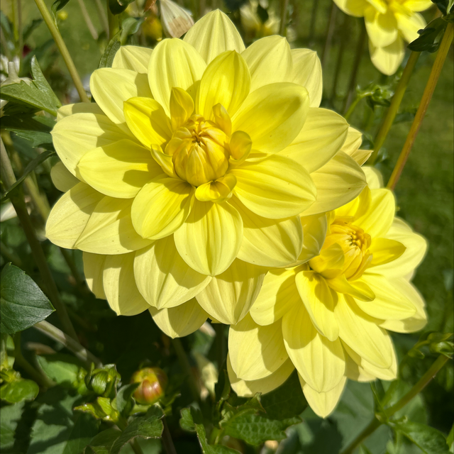 Waterlily Yellow 366