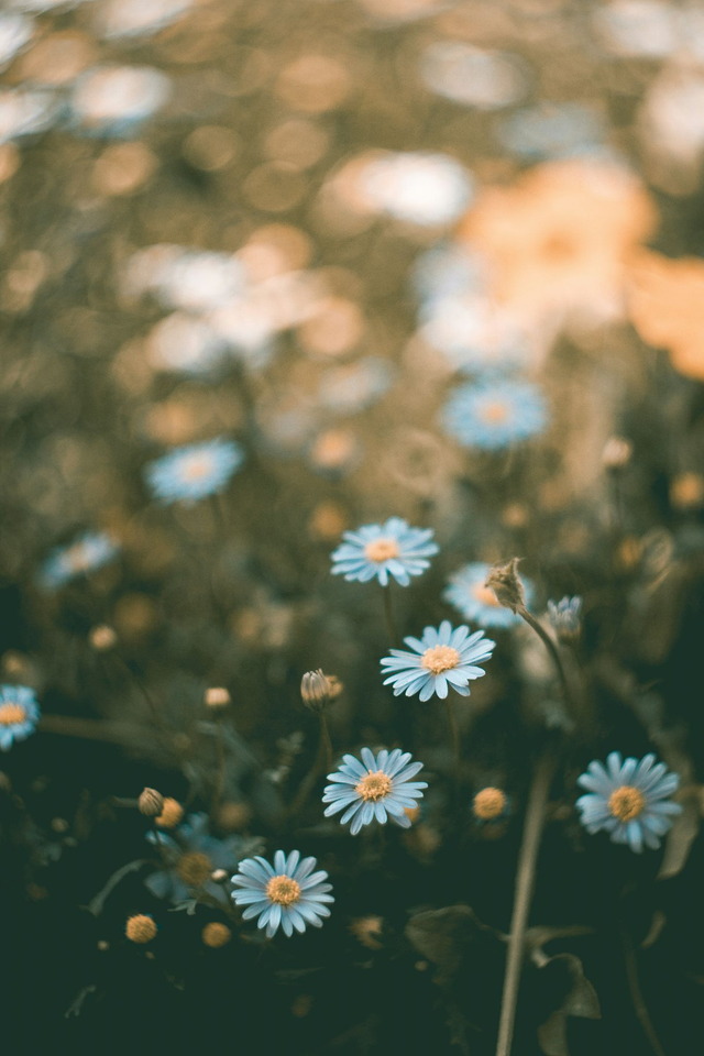 Cold Bloom