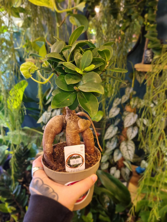 Ficus Ginseng 
