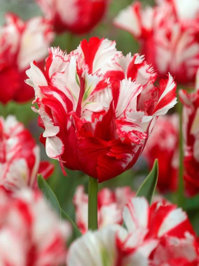 Tulipe Estella Rijnveld – Tulipe perroquet rouge et blanc