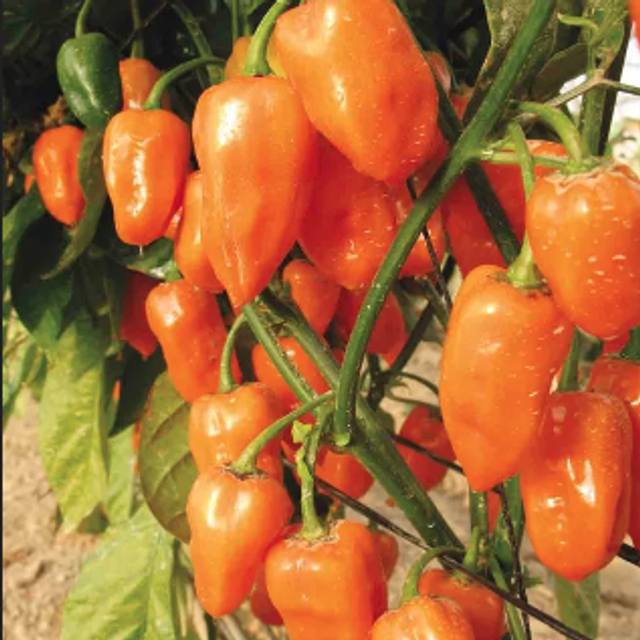 Piment Habanero Orange