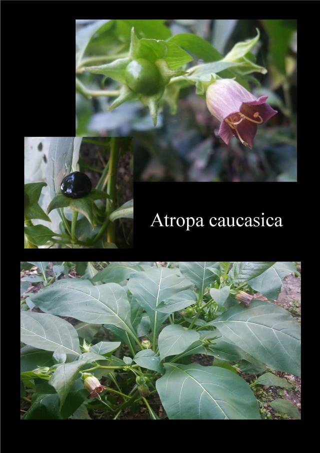 100 graines d'Atropa caucasica belladonna seeds samen belladone Tollkirsche rare