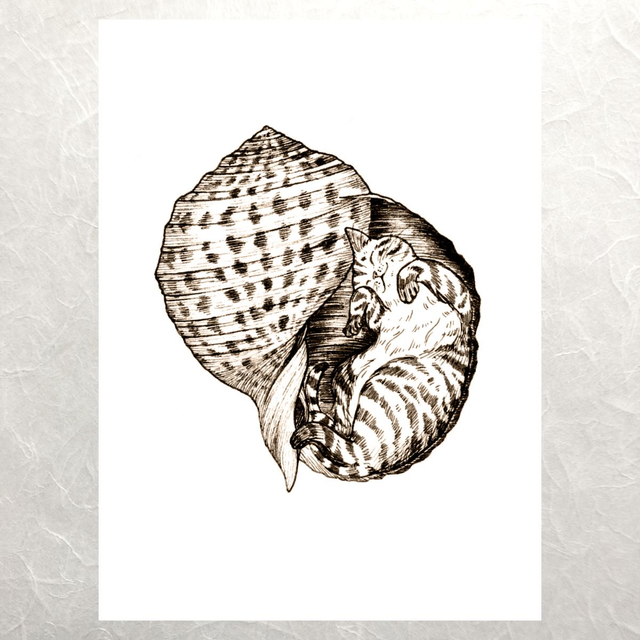 Shell Cats - Curl Up