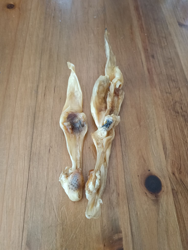 Oreilles de lapin sans poils 