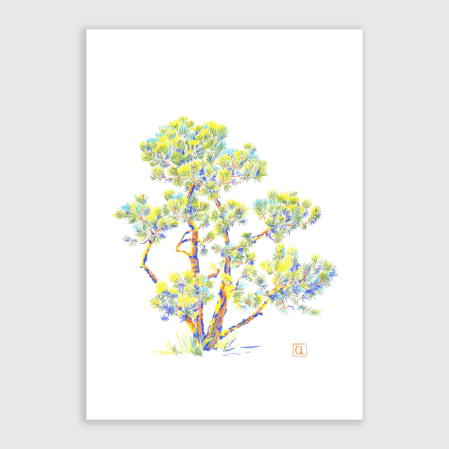 Tirage d'art - Pin des Alpes II