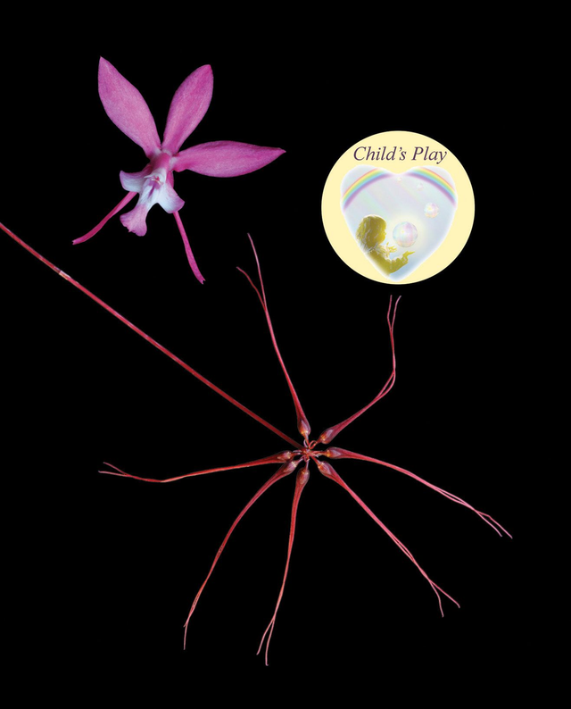 Sacral Regulator Combination Essence